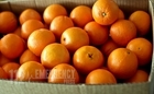 NÉBIH narancs termékteszt