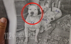Ölbői kutyatámadás - Nem fogadta el a felfüggesztettet a vádlott, Győrben folytatódik a tárgyalás