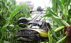 Kukoricásba csapódott a Peugeot Nemesbődnél - ketten megsérültek