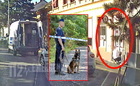 Kutya vezette a dohánybolti betörő nyomára a rendőröket Szombathelyen