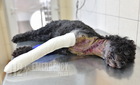 Pórázon sétáltatott uszkárra támadt egy kutya Szombathelyen