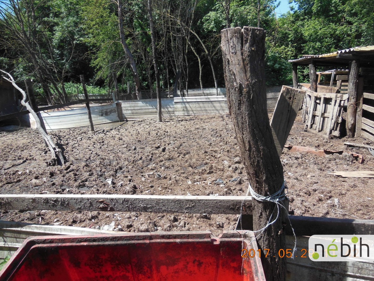 Csalás útján jutott a moslék a malacokhoz a kutyák helyett