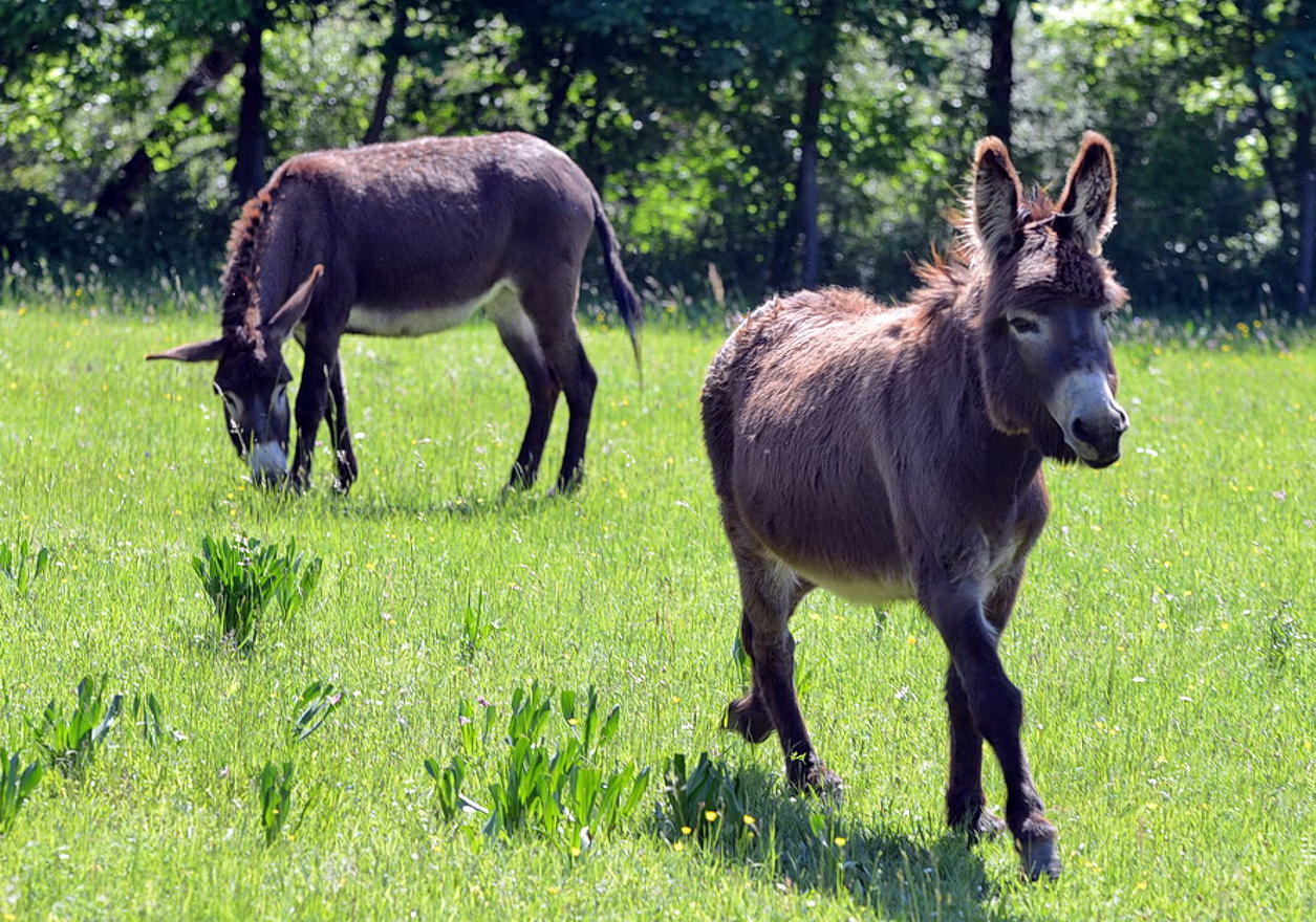 247765_a_ket_szamarat_megfigyelik