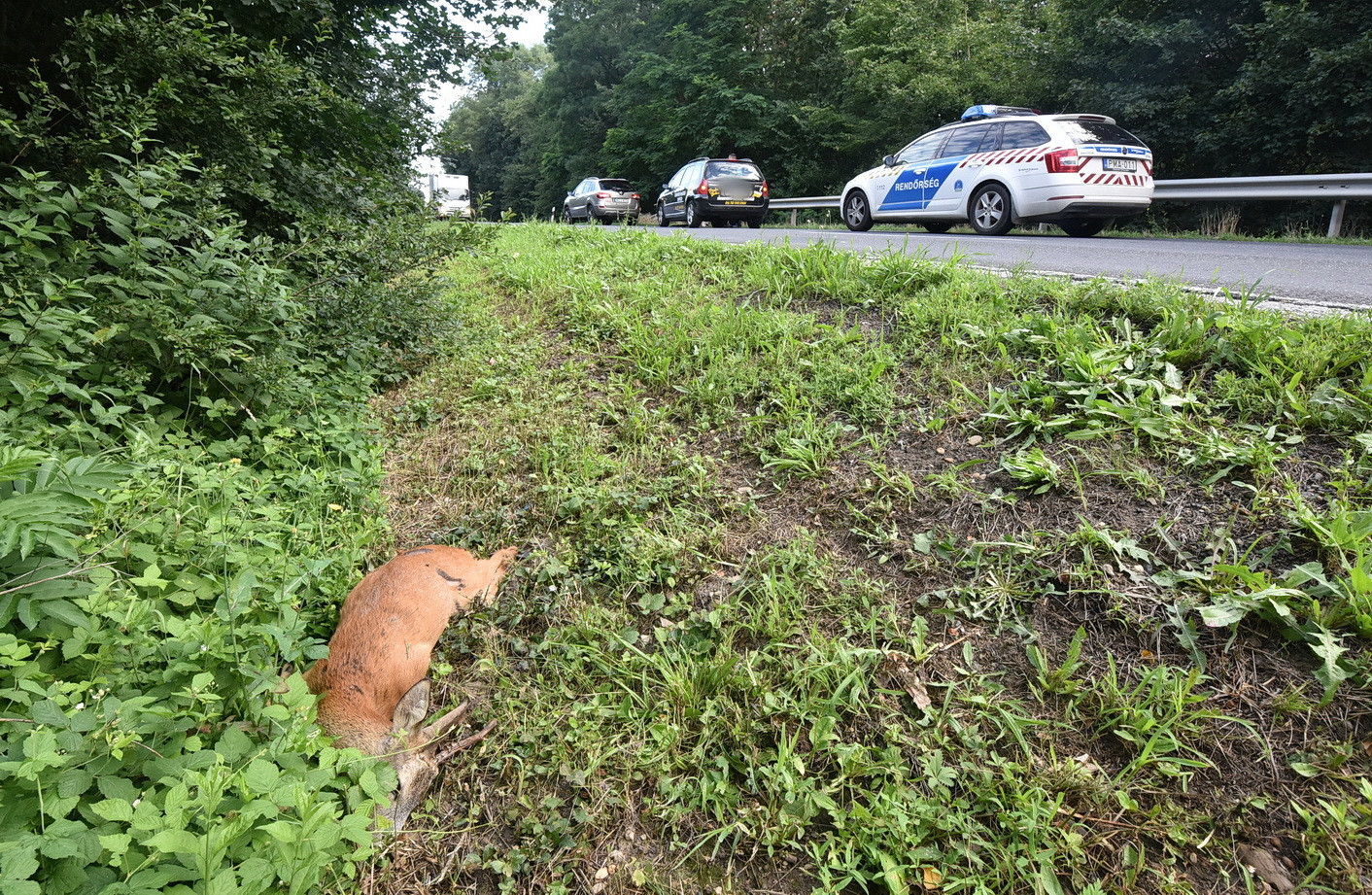 Az elütött őzbak azonnal elpusztult