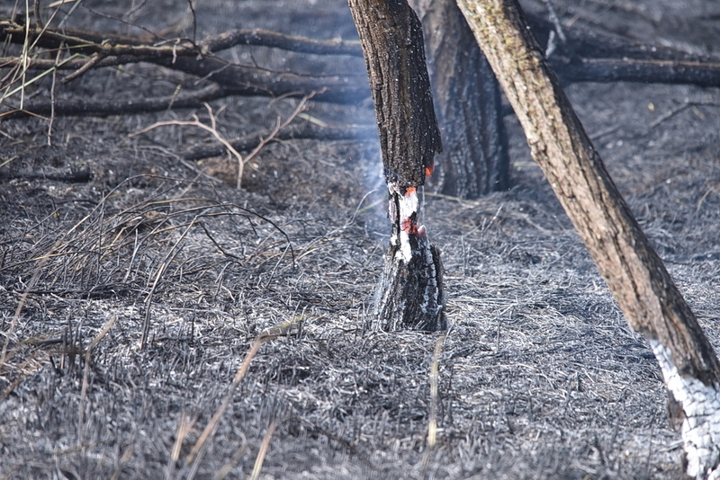 A kép illusztráció - Erdőtűz Lócs közelében