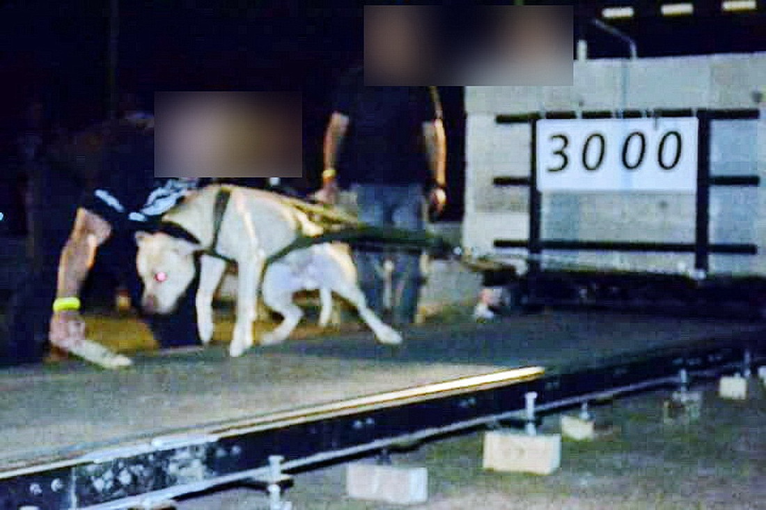 A támadó kutya fotója a Facebook-on