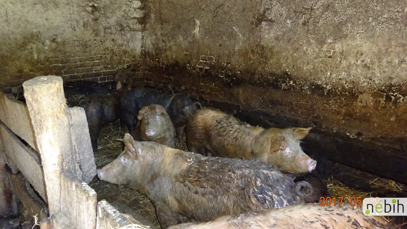 Csalás útján jutott a moslék a malacokhoz a kutyák helyett