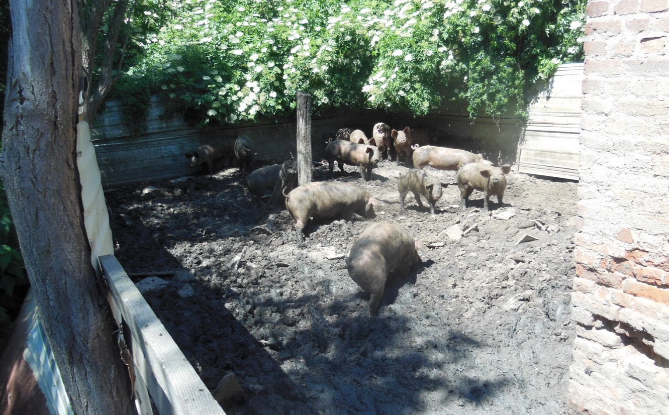 Csalás útján jutott a moslék a malacokhoz a kutyák helyett