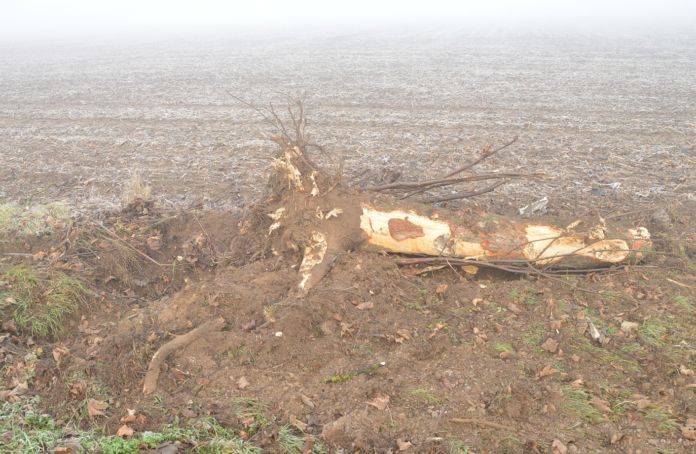 Gyökerestől fordított ki egy nagy fát az ütközésnél egy Mercedes billencs Rábahídvég közelében