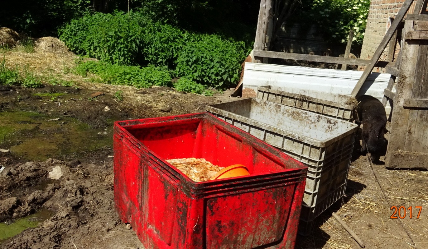 Csalás útján jutott a moslék a malacokhoz a kutyák helyett