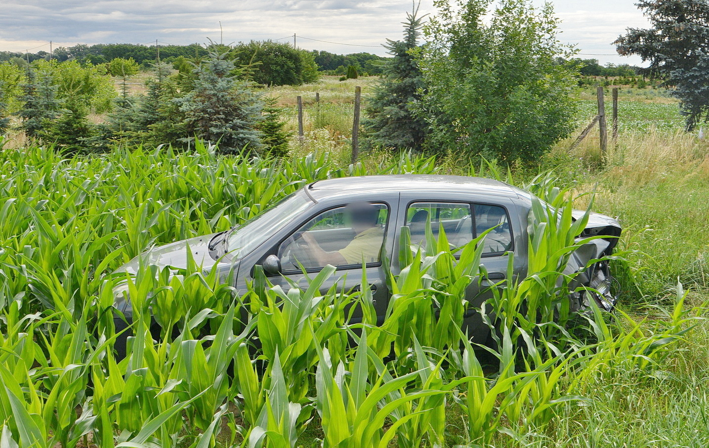 A Renault a kukoricatáblában állt meg