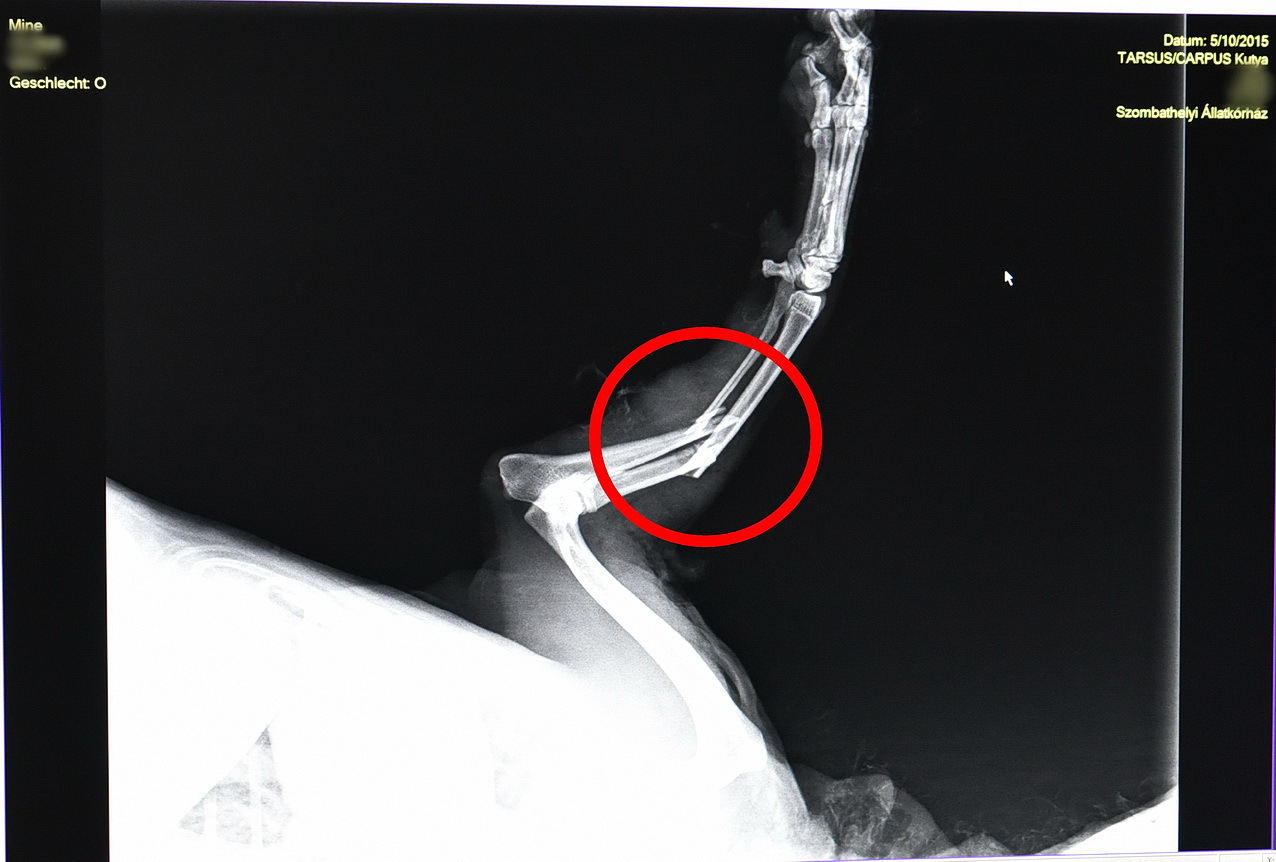 A közép uszkár lába is eltörött