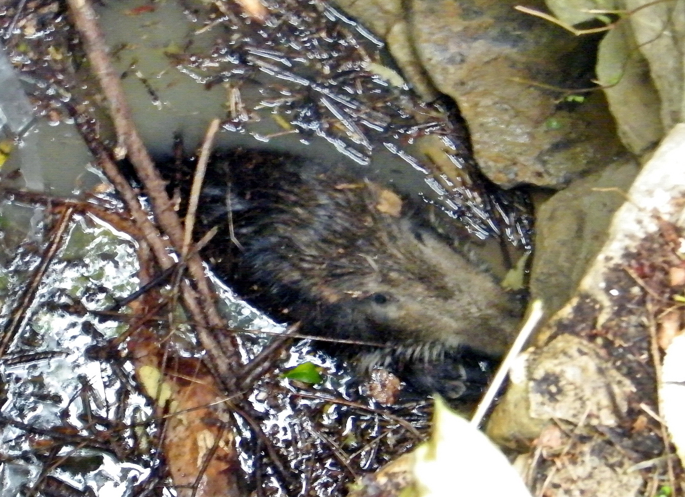 Vaddisznó a kút alján, Mánfán - Fotó: Komló HTP