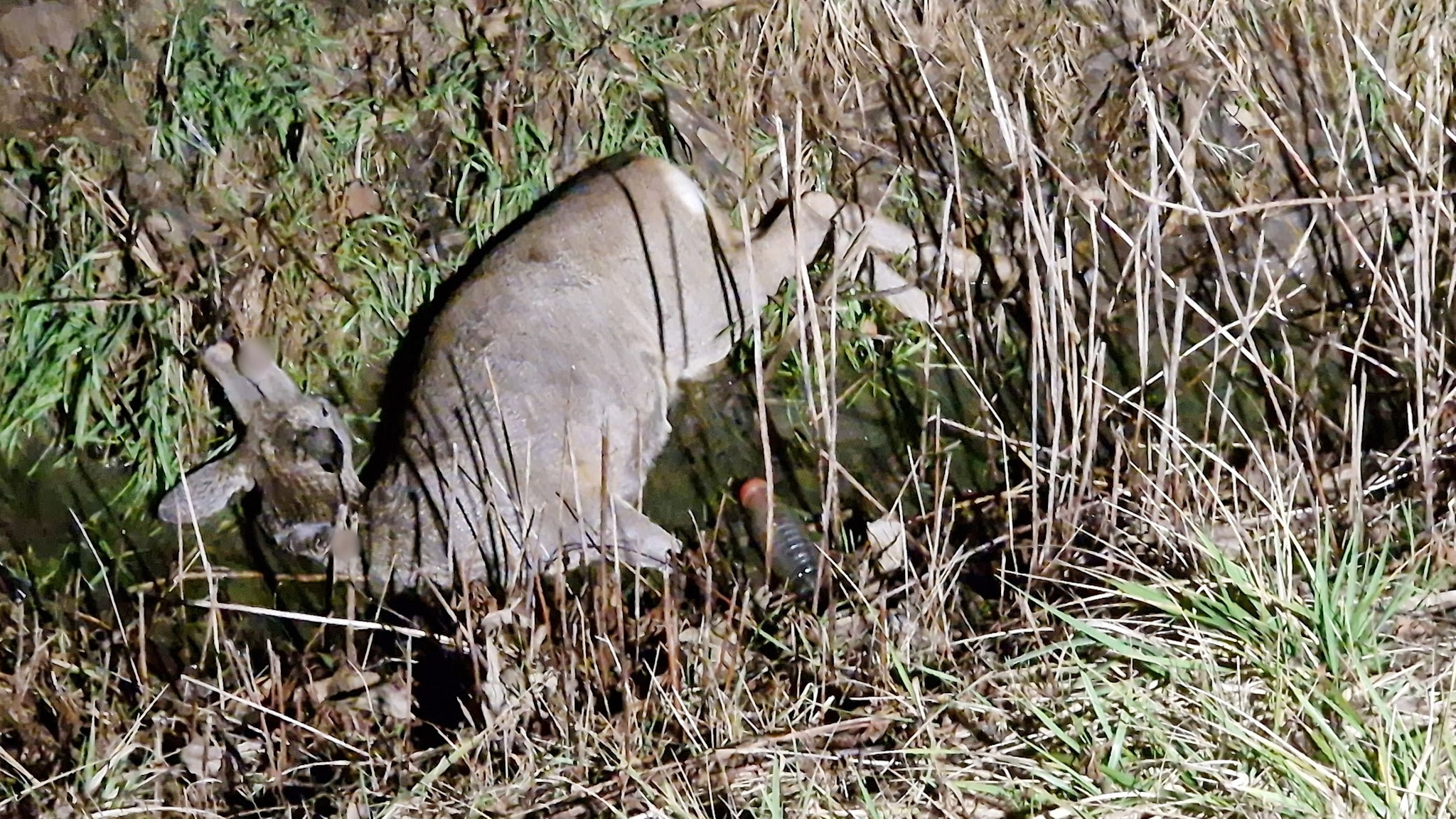 Őzet ütött el egy VW a 89-es főúton, Sé közelében