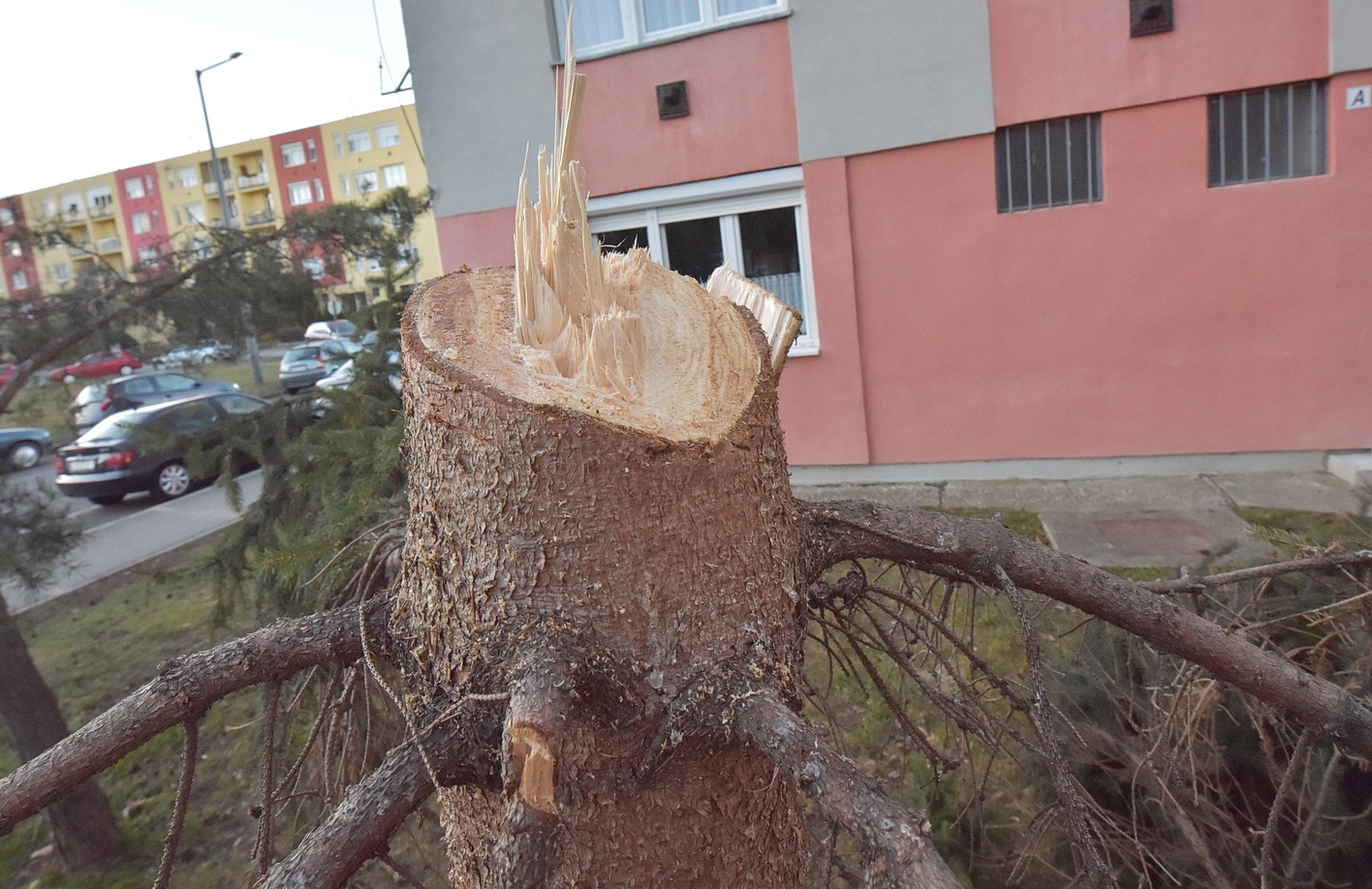 Nem maguktól törtek derékba a társasház előtti fenyőfák Szombathelyen