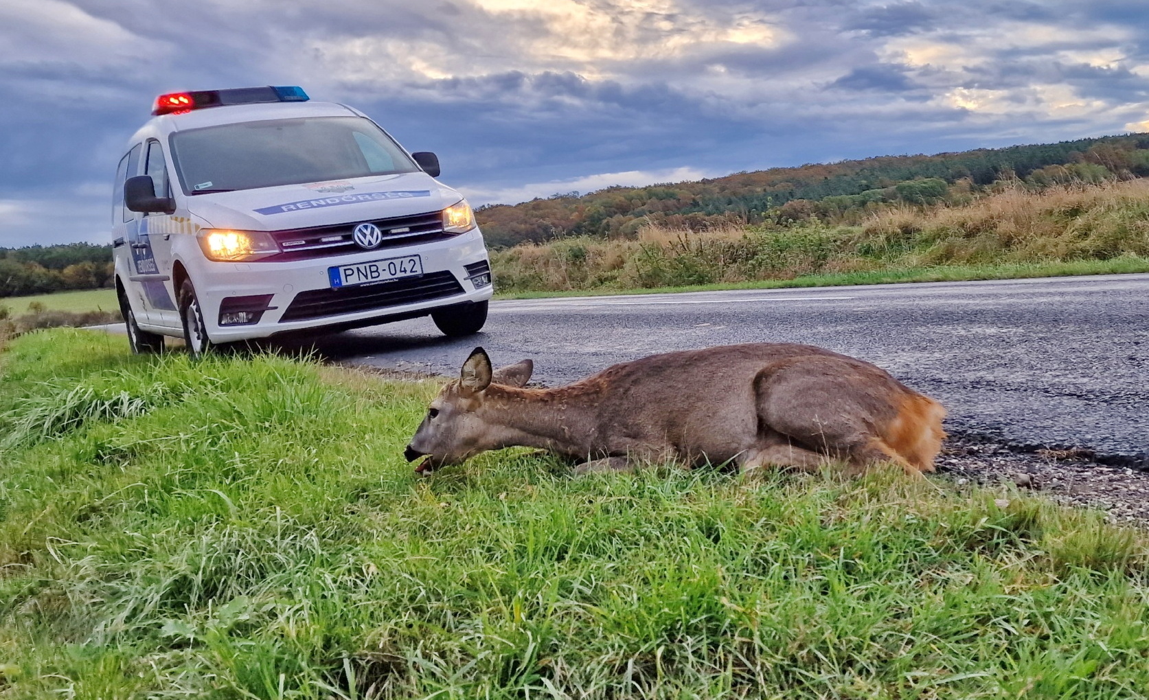 Több őzet is elütöttek kedden hajnalban Szombathely környékén