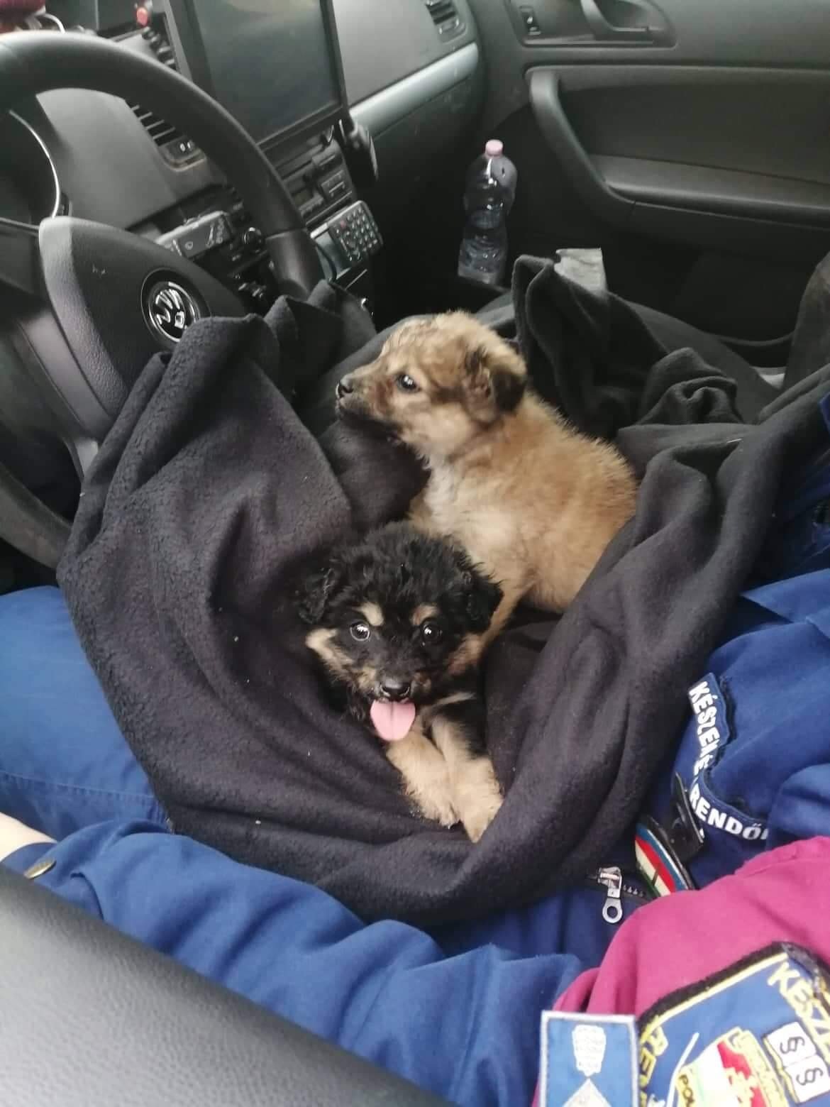 Forrás: ORFK Kommunikációs Szolgálat