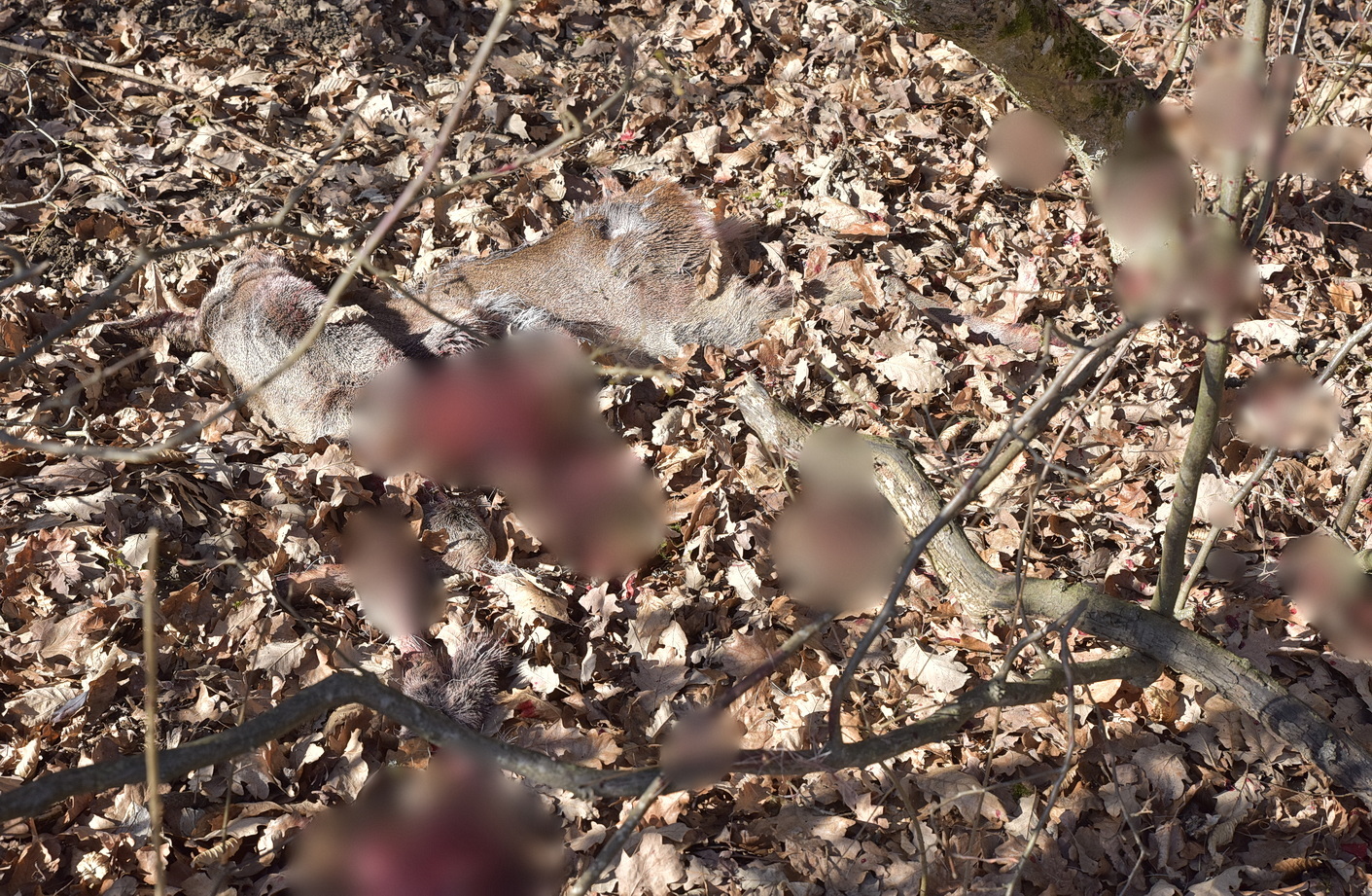 Elütött őz Nárai közelében