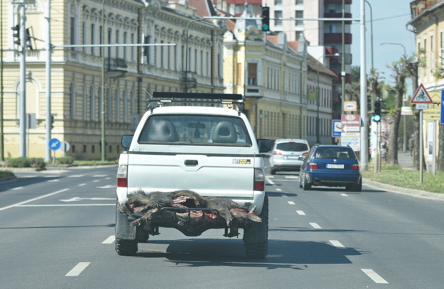 Kizsigerelt vaddisznó vadszállító rácson, Körmenden