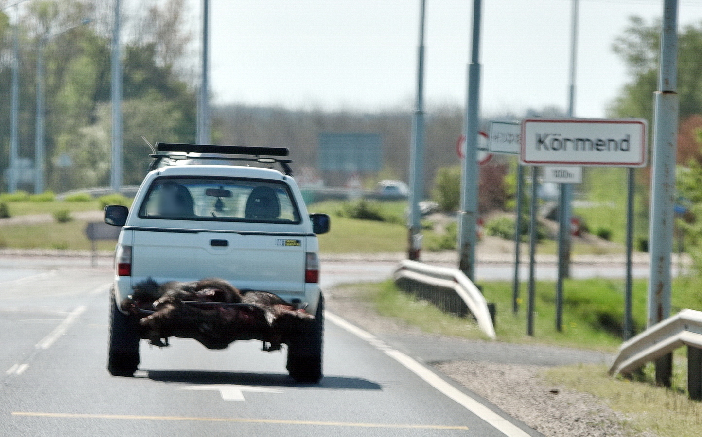 Kizsigerelt vaddisznó vadszállító rácson, Körmenden