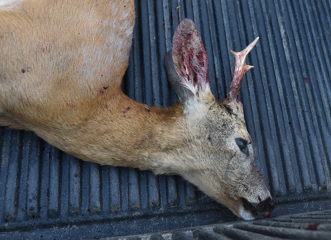 Elütött őzbak a platón