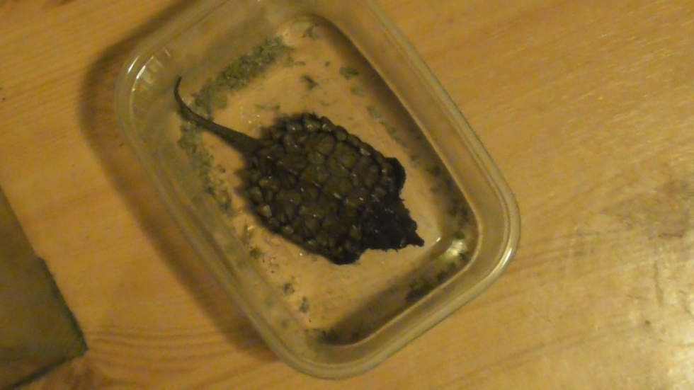 Fokozottan védett hüllőket foglaltak le a nyomozók Vas megyében