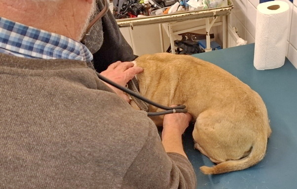 A Jánosházán megkínzott kutyát állatorvoshoz szállították Fotó: Vas VMRFK A Jánosházán megkínzott kutyát állatorvoshoz szállították Fotó: Vas VMRFK