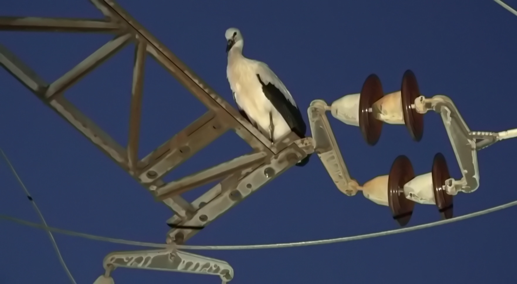 Két gólyát ért végzetes áramütés egy oszlopon Szombathelyen - a madarat meggyűrűző állatorvos érkezett a helyszínre