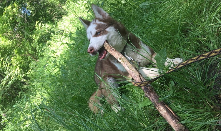 Fotó:  Budapesti Rendőr-főkapitányság