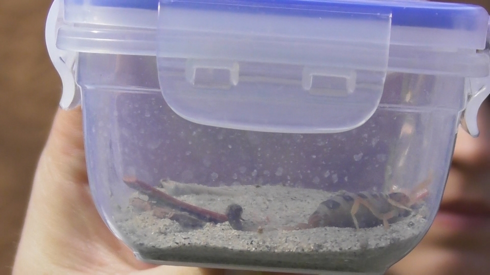 Fokozottan védett hüllőket foglaltak le a nyomozók Vas megyében