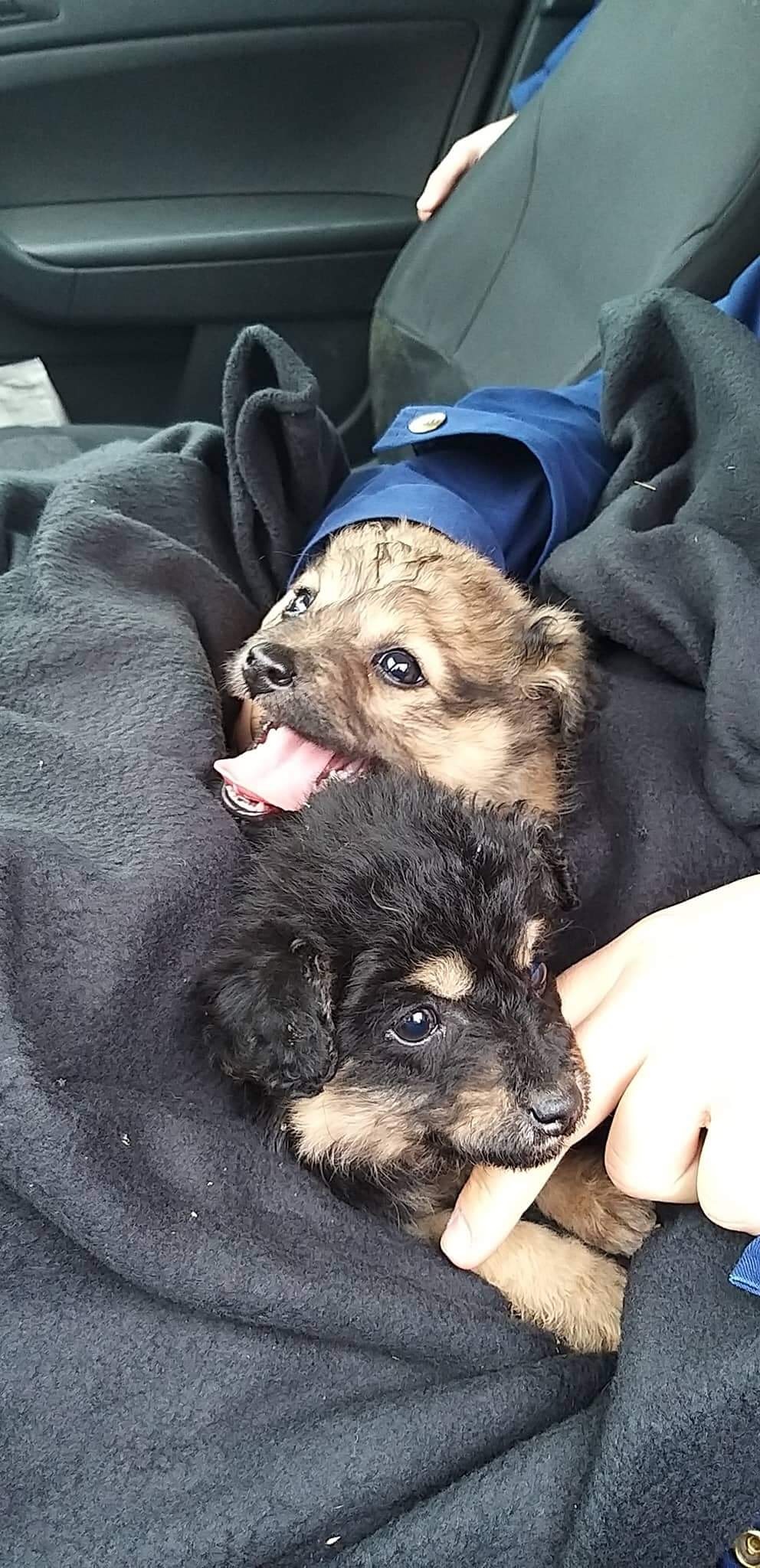 Forrás: ORFK Kommunikációs Szolgálat