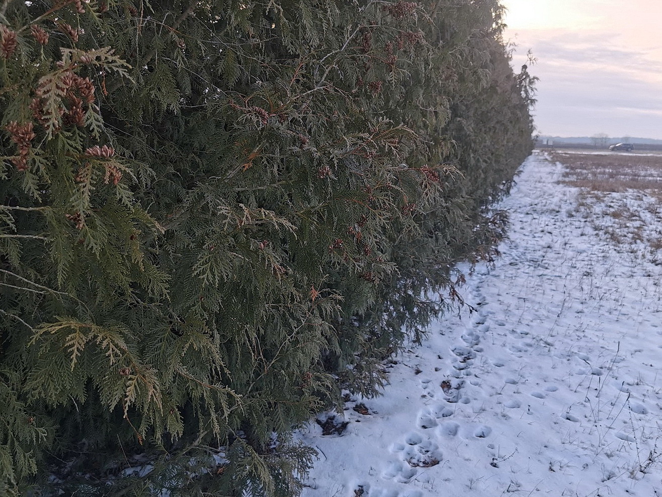A sűrű növényzet alá is benéztünk, hiába
