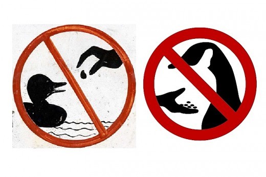 Ne etesd a vízimadarakat!