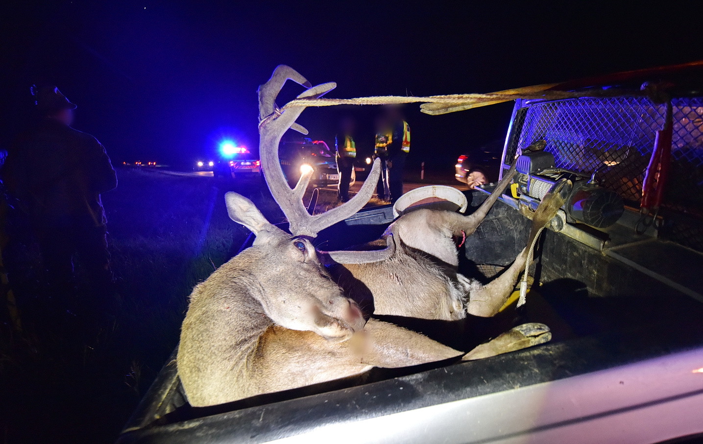 Vadbaleset a 86-os főúton - szarvast gázolt Citroen