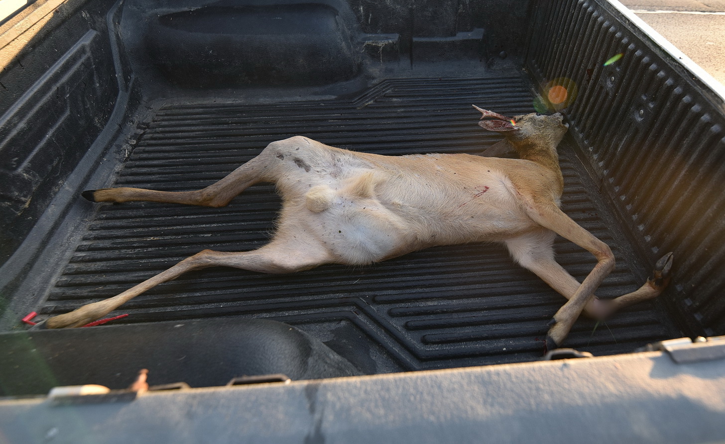 A vad elpusztult az ütközéstől