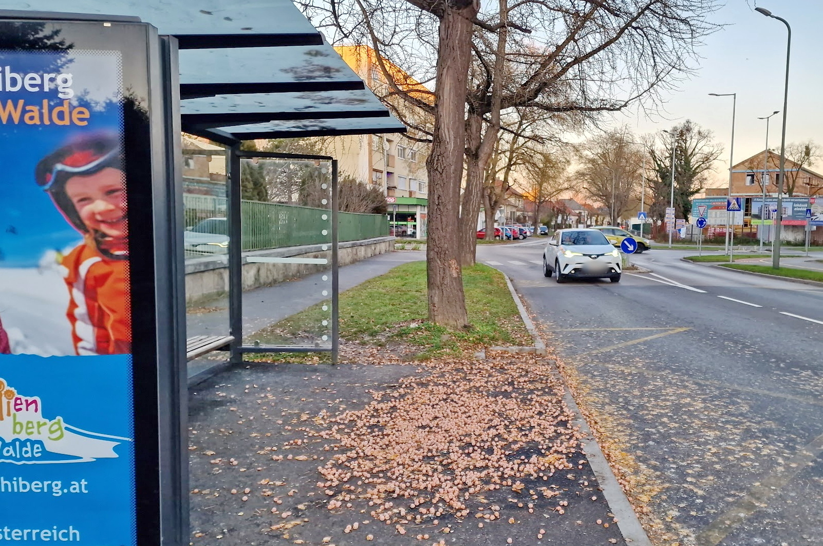 Páfrányfenyő-termés zúdult egy szombathelyi buszmegállóra a viharos szélben