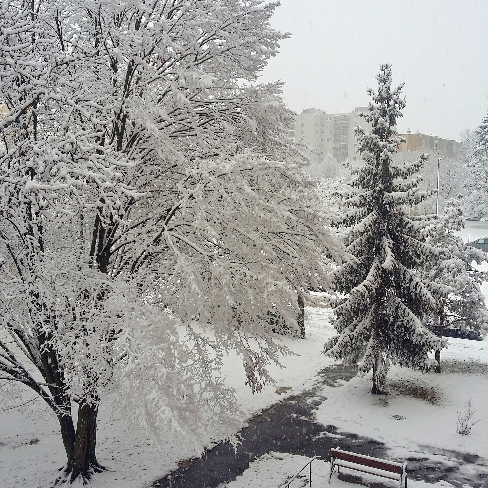 Valakit nagyon zavart a fenyőfa, befűrészelte a törzsét - Rápli Pál képén még téli hólepel alatt áll