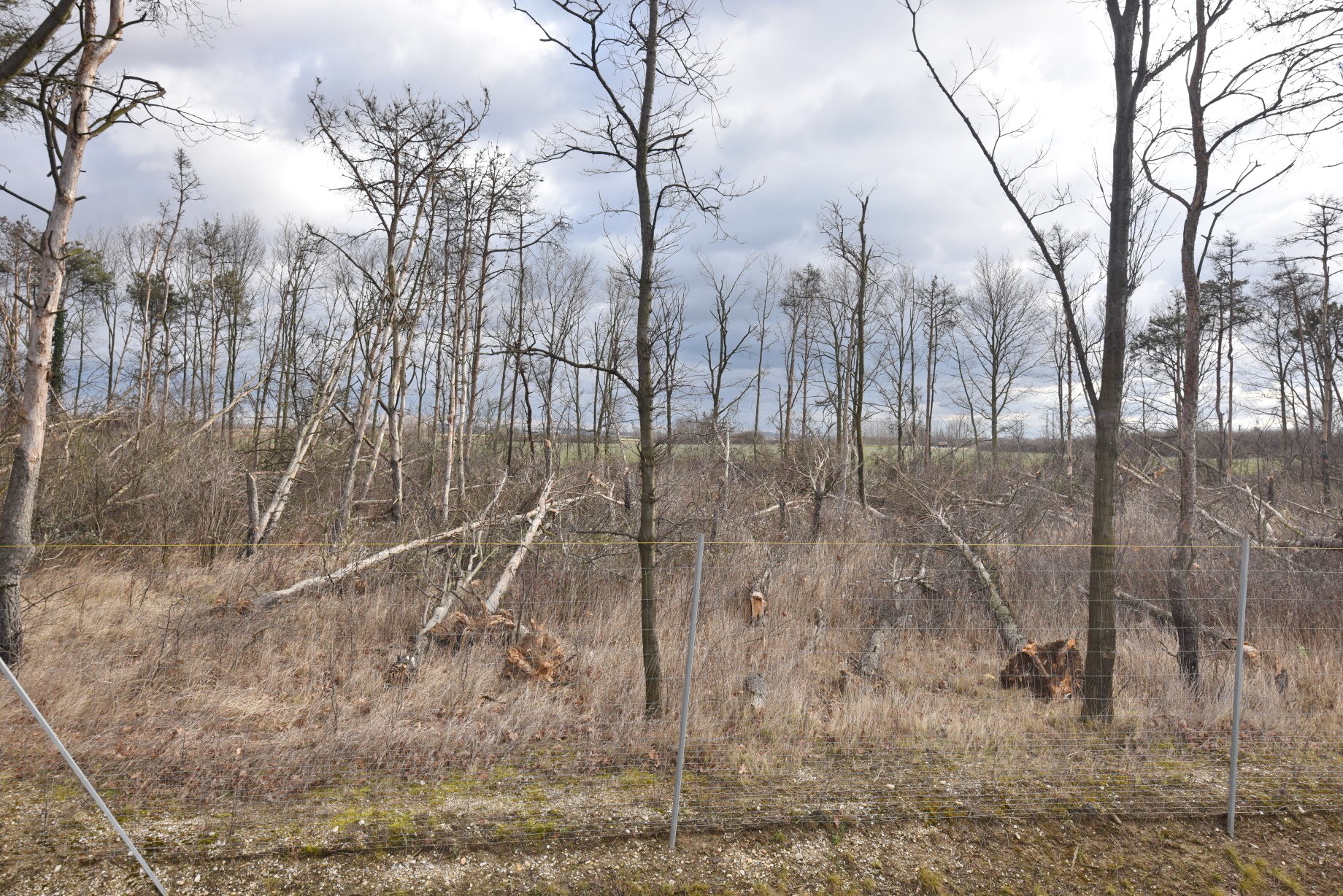 Több tucat fát döntött ki a szél Szombathely határában