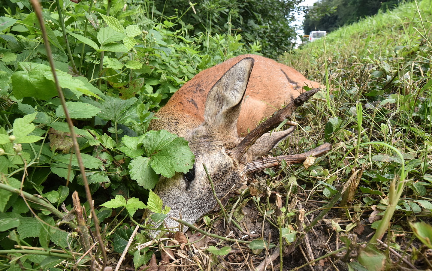Vadbaleset a 86-es főúton, Rum közelében