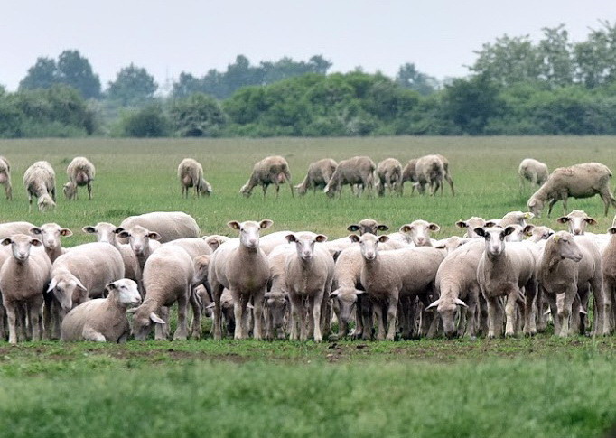 Nyári életkép a SZOBVI melletti területen