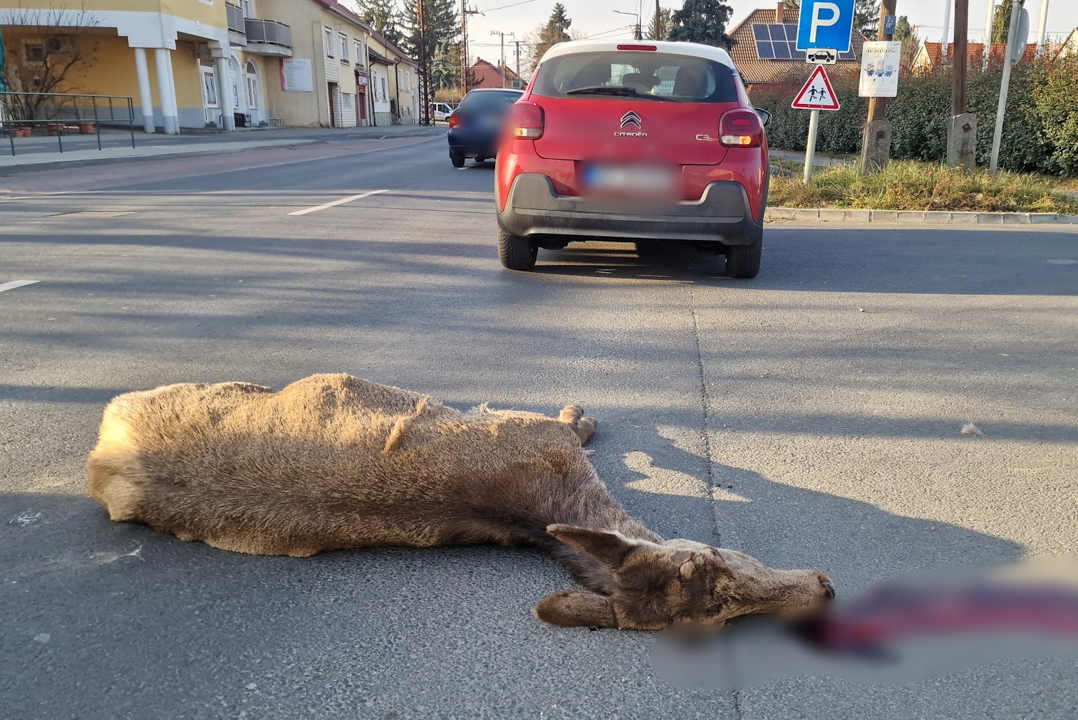 Szarvas rohant egy Citroen oldalának Szombathelyen