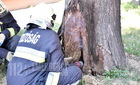 Füstölt egy élő fa Szombathelyen - valószínűleg nem öngyulladás történt