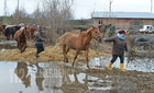 Állatkínzás? Elszállítottak 60 lovat Pankaszról (videó)