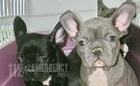 Kétszer is lebukott a román kutyacsempész - elkobozta a kiskutyákat a NAV