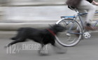 Kiszökött kutyák harapták meg a kerékpárost - próbára bocsátották a tulajdonost